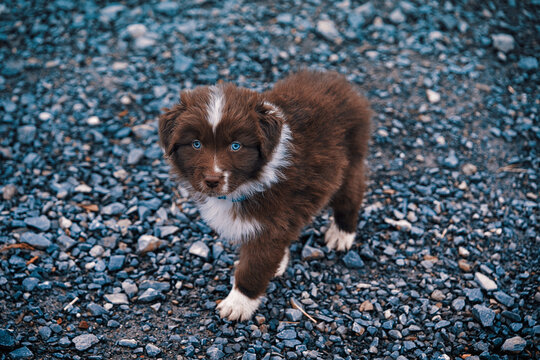 Australian Shepherd Welpen