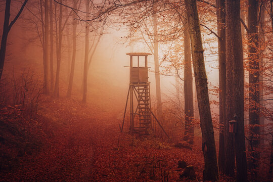 Wald im Nebel