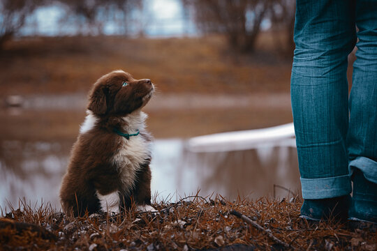 Australian Shepherd Welpen
