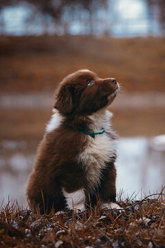 Aussie Welpen