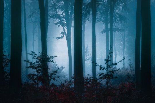 Nebel im Wald