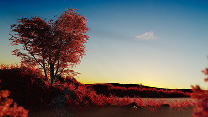 Fototapeta na wymiar Sunset over the lake with heart shaped tree and red grass.