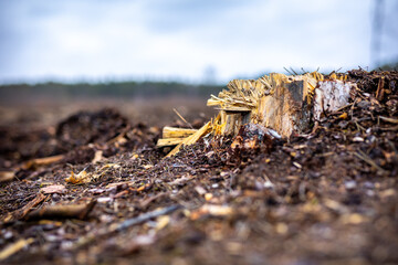 A pine stump on the background of a cut forest. The photo was taken on a cloudy day. Natural lighting.