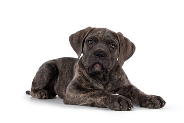 Cute brindle Cane Corso dog puppy, laying down side ways. Looking towards camera with light eyes....