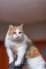 Frightened wild cat in a village shelter.