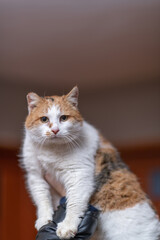 Frightened wild cat in a village shelter.