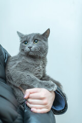 Fototapeta premium Frightened wild cat in a village shelter.