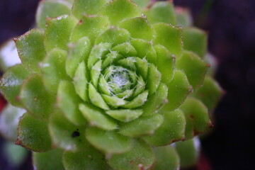 Sempervivum arachnoideum LEMON BABIES 2008 Volkmar Schara  © Perovskia