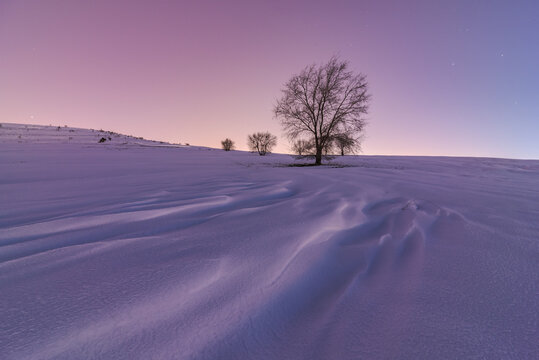 Scenic view of trees in winter field
