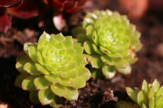 Sempervivum arachnoideum LEMON BABIES 2008 Volkmar Schara 