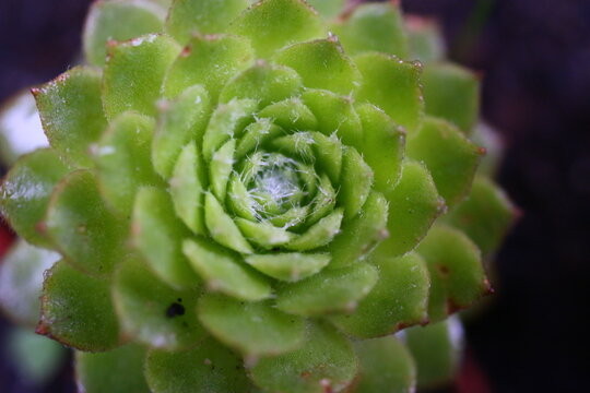 Sempervivum arachnoideum LEMON BABIES 2008 Volkmar Schara 