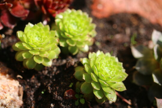 Sempervivum arachnoideum LEMON BABIES 2008 Volkmar Schara 