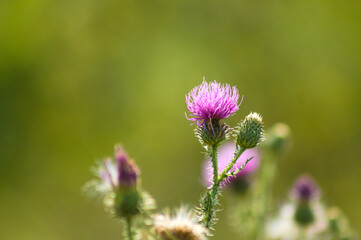 Spiny plumeless thistle in bloom closeup view with green blurred plants on background