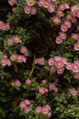 Suculenta con flores rosas y amarillas