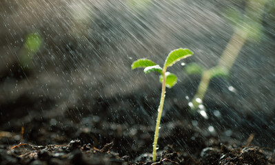 Green sprout growing from the ground. Watering seeds with water, rain falls on a small green sprout, new or startup concept