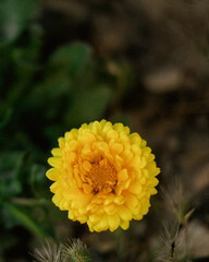 Calendula doble