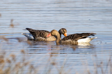 Greylag goose (Anser anser) in mating process. Slow motion 4x