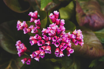 Bergenia, known also as Bergenia cordifolia or badan. Pink flowers close up