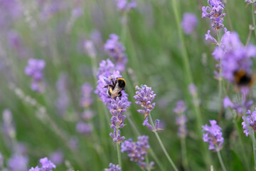 Abeille et lavande