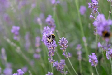 Fotobehang Lavendel Abeille et lavande  © Stéphane Le Blan