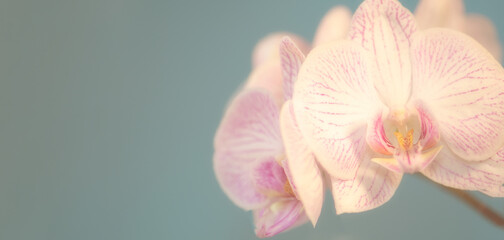 Orchidee Orchideenblüten weiß vor blau mit Platz für Text Banner