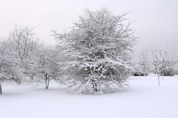 Śnieżne drzewo - obrazy, fototapety, plakaty