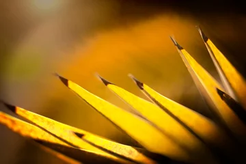 Fotobehang Hojas de una palmera de color amarillo con un fondo difuminado en marron y amarillo © tingitania