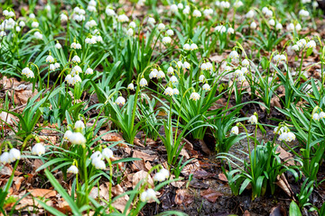 Beautiful flowering meadow with white spring snowflake flowers (leucojum vernum), natural botanical background, early spring in Europe