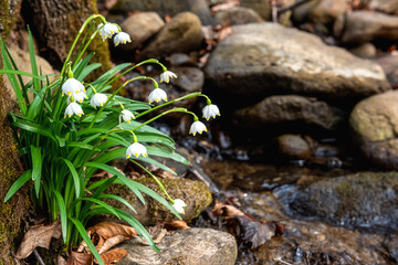 Lovely white spring snowflake flowers (leucojum vernum) growing in the early spring sunny forest near mountain creek, natural floral seasonal background, beauty of nature. Image with selective focus