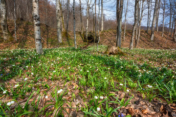 Beautiful nature landscape, sunny flowering forest with a carpet of wild growing white snowflake flowers (leucojum vernum), early spring in Europe