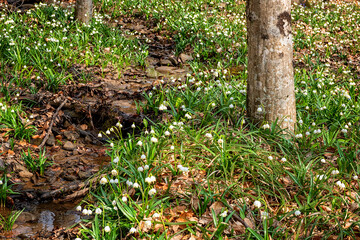 Naklejka na ściany i meble Beautiful nature landscape, sunny flowering forest with a carpet of wild growing white snowflake flowers (leucojum vernum), early spring in Europe