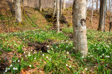 Beautiful nature landscape, sunny flowering forest with a carpet of wild growing white snowflake flowers (leucojum vernum), early spring in Europe