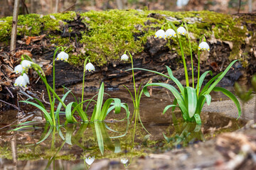 Lovely white spring snowflake flowers (leucojum vernum) growing in the early spring forest, natural floral seasonal background with reflection in the water, macro image with selective focus