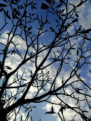tree in the sky