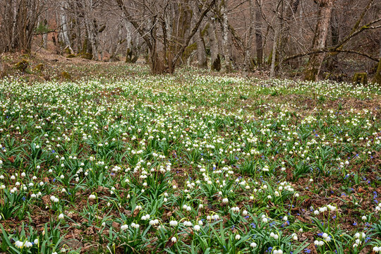 Beautiful flowering meadow with white spring snowflake flowers (leucojum vernum), natural botanical background, early spring in Europe. Image with selective focus