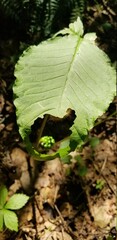 Green Half-eaten Leaf in Indiana Forest