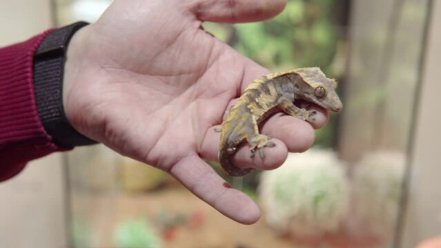 Man shows a Crested gecko or eyelash gecko, Correlophus ciliatus on his hand.