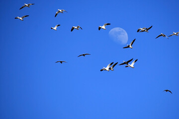 Snow Goose Moon