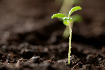 Green sprout growing from the ground with water drops on the leaves, new or startup concept. Seedlings in the soil