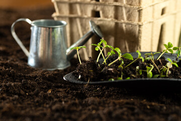 Seeds, gardener prepares the seedlings.Gardener sows seeds are watered and cares sown into pots of...