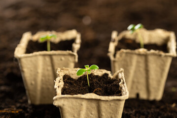 A small green sprout in a peat pot against the background of the earth, planting plants in the spring in open ground. Eco care concept, germinating seeds in peat pots