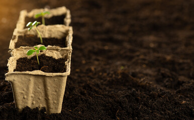 A small green sprout in a peat pot against the background of the earth, planting plants in the spring in open ground. Eco care concept, germinating seeds in peat pots