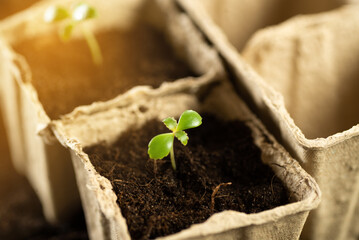 A small green sprout in a peat pot against the background of the earth, planting plants in the spring in open ground. Eco care concept, germinating seeds in peat pots