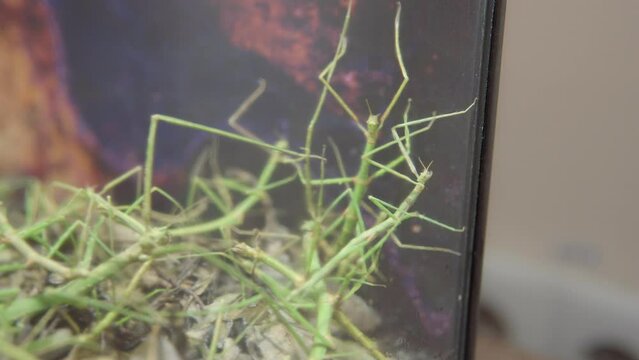 Annam Stick Insect - Baculum extradentata isolated on Black Background