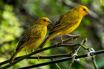 Atlantic Canary, a small Brazilian wild bird. The yellow canary Crithagra flaviventris is a small passerine bird in the finch family. 