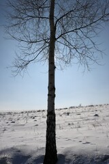 Samotne drzewo © Ireneusz