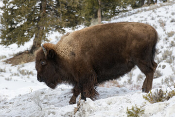 American Bison in winter, moving along a hillside in Wyoming.