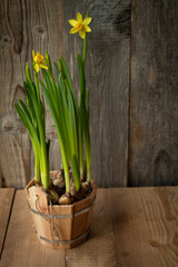 daffodils in a basket