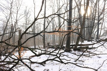 Zimowe gałęzie