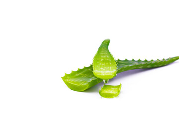 Obraz premium Fresh aloe Vera leaves on white isolated background.